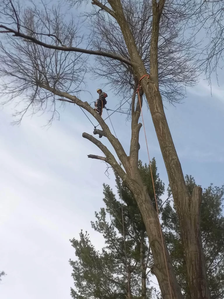 West Hartford Tree Contractor